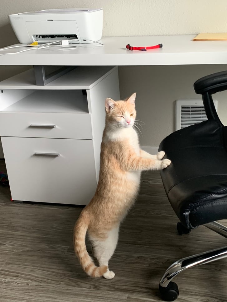 Just Like Humans, Cats Have Very Distinct Personalities What Is It