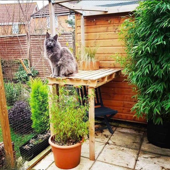 What Is a Catio?