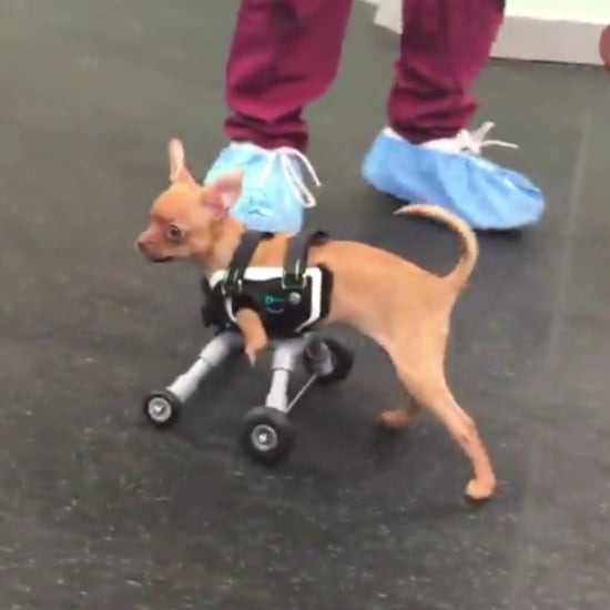 Two-Legged Dog Gets Wheels