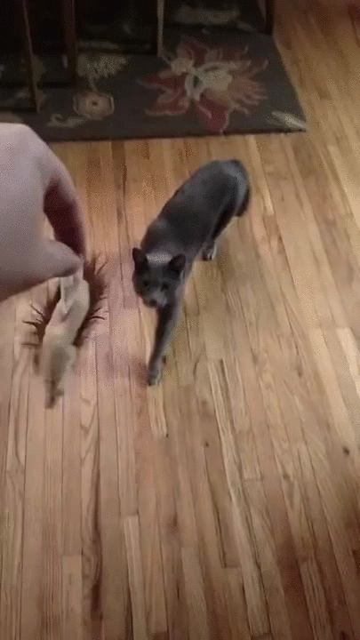 Cute Dog GIFs