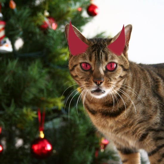 Cats Attack Christmas Trees