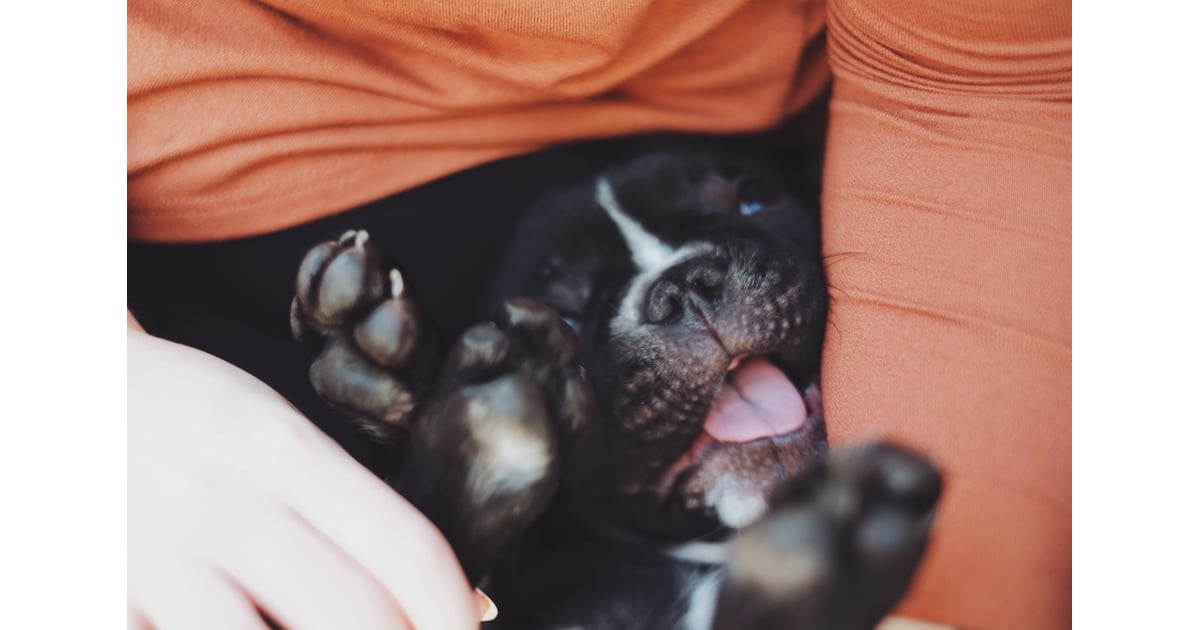 Cuddle with a pet. How Can I Feel Happy? POPSUGAR Smart Living Photo 12