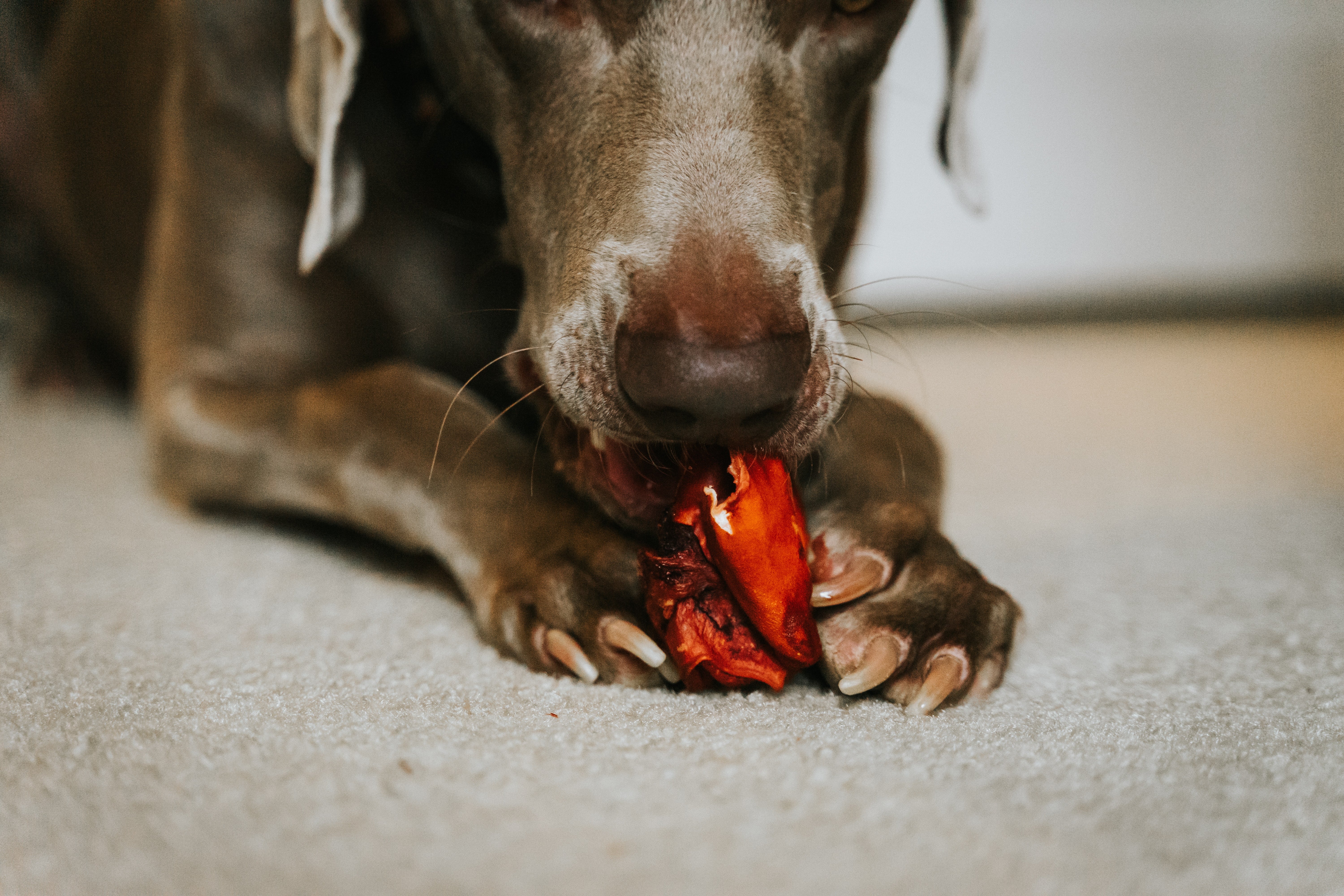What to Do If Your Dog or Cat Eats Chocolate POPSUGAR Pets