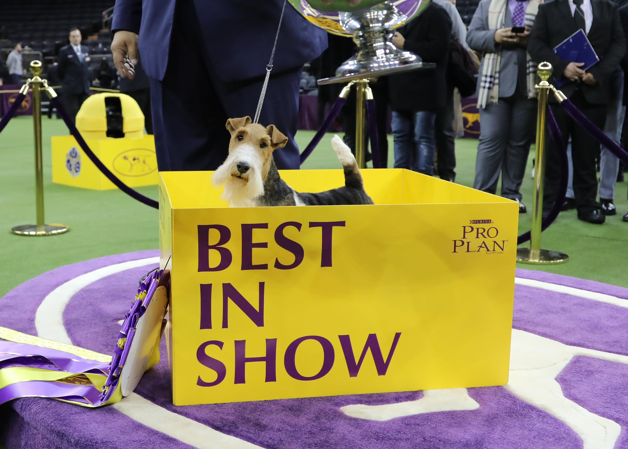 What Really Goes Into Being a Show Dog POPSUGAR Pets