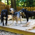 If You Don't Follow This Senior Dog Facebook Page, You're Seriously Missing Out