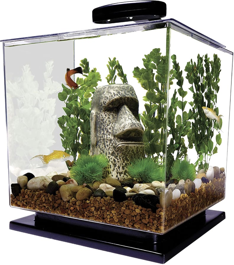The 20 Best Fish Tanks for Beginners