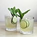 Weight-Loss Drinks You Can Make at Home