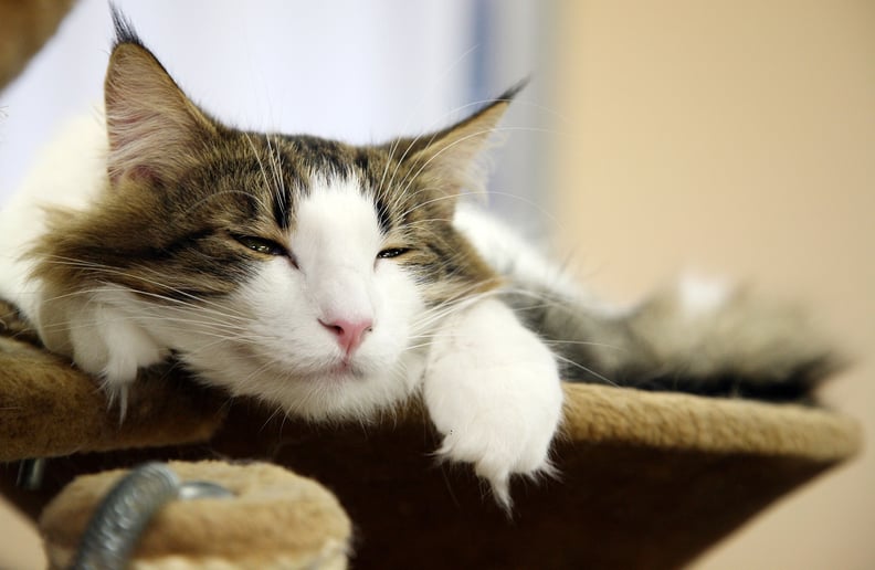 Cat Cafes, Tokyo