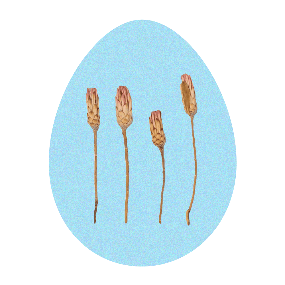 Dried Protea Compacta Flower Bunch
