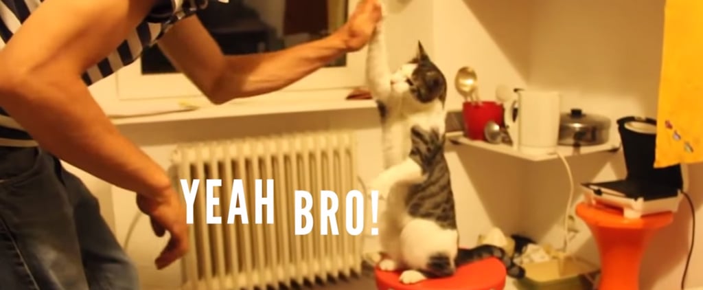 Bro Cats High-Five