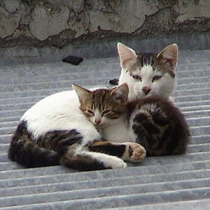 Best Friends | Pet Pic of the Day | POPSUGAR Pets Photo 22