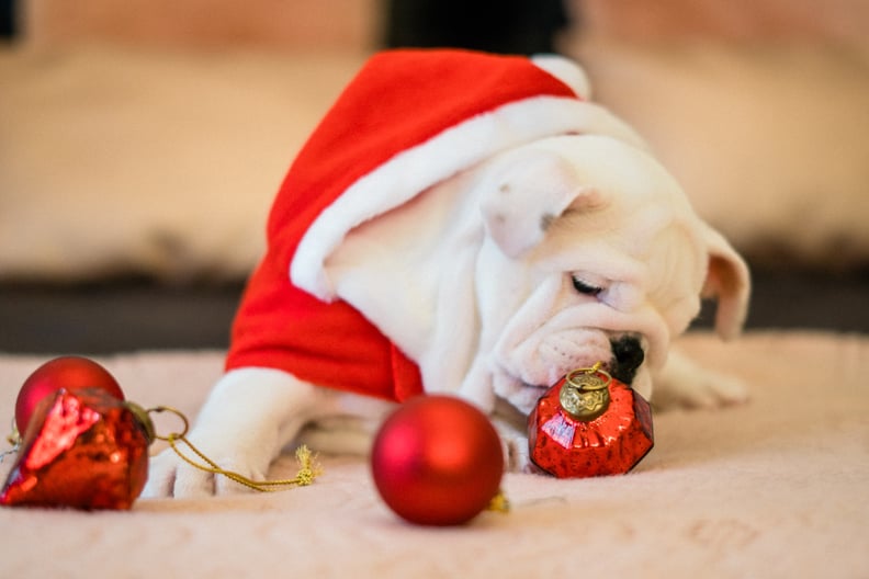 A Curious Christmas Puppy