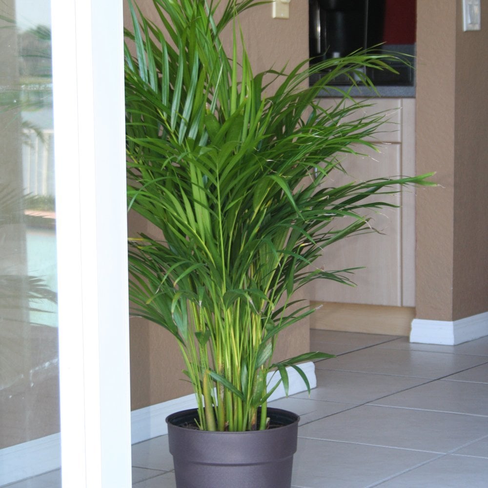 Delray Plants Butterfly Palm