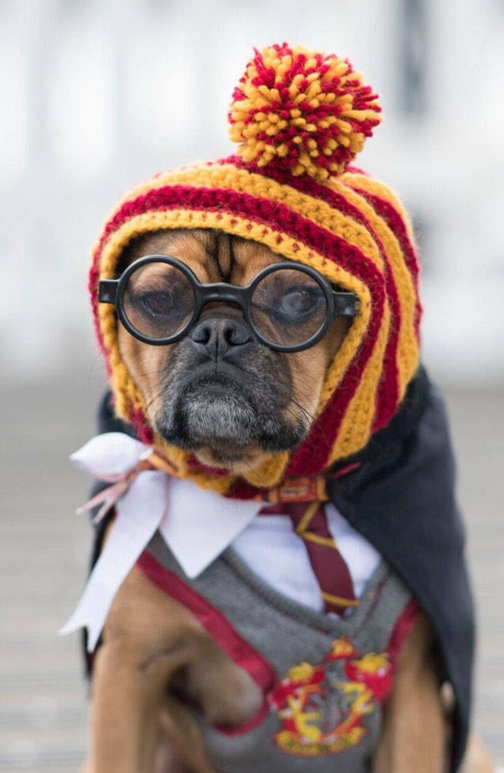 Gryffindor Knit Pet Hat Harry Potter Costumes For Dogs and Cats