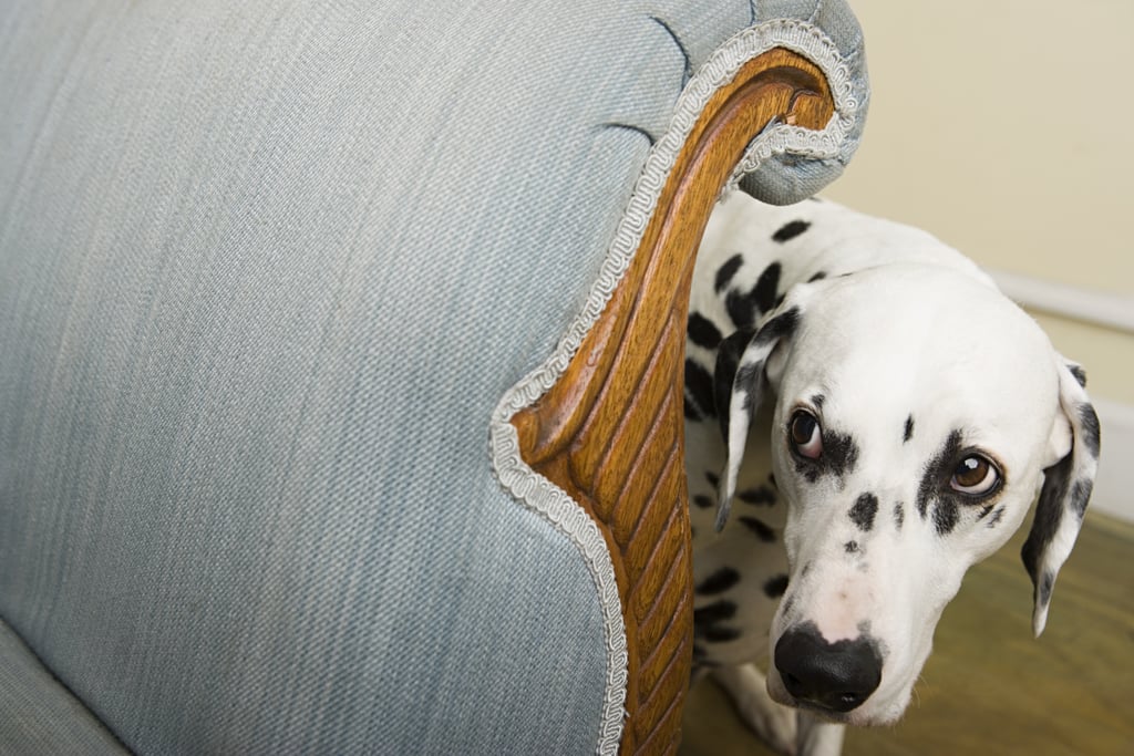 Pictures of Dogs Making Funny Faces