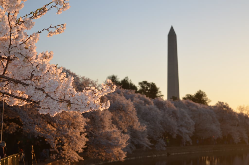 Pretty Photos of Cherry Blossoms