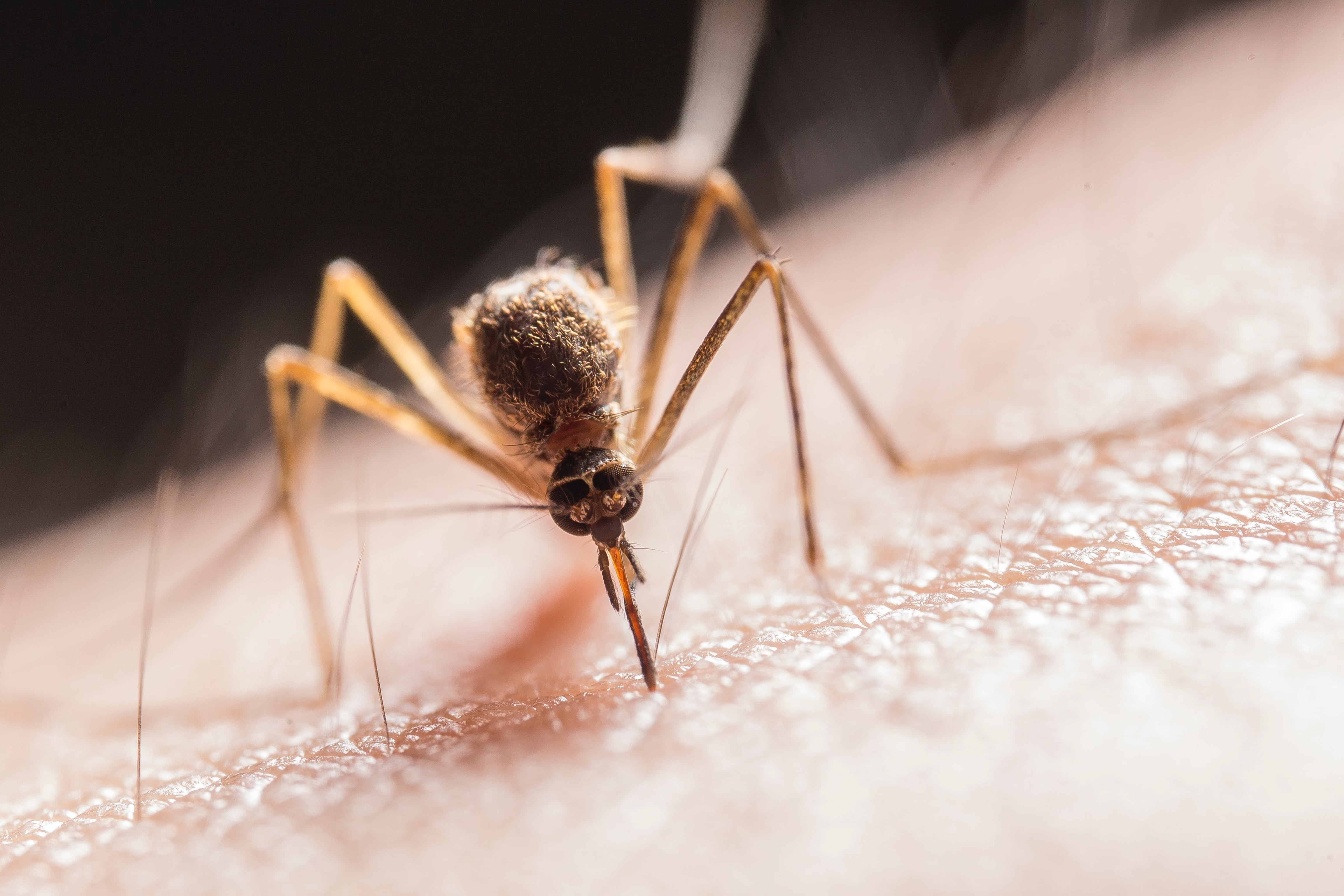 Malaria Is Spreading in Texas and Florida. Should You Be Concerned?