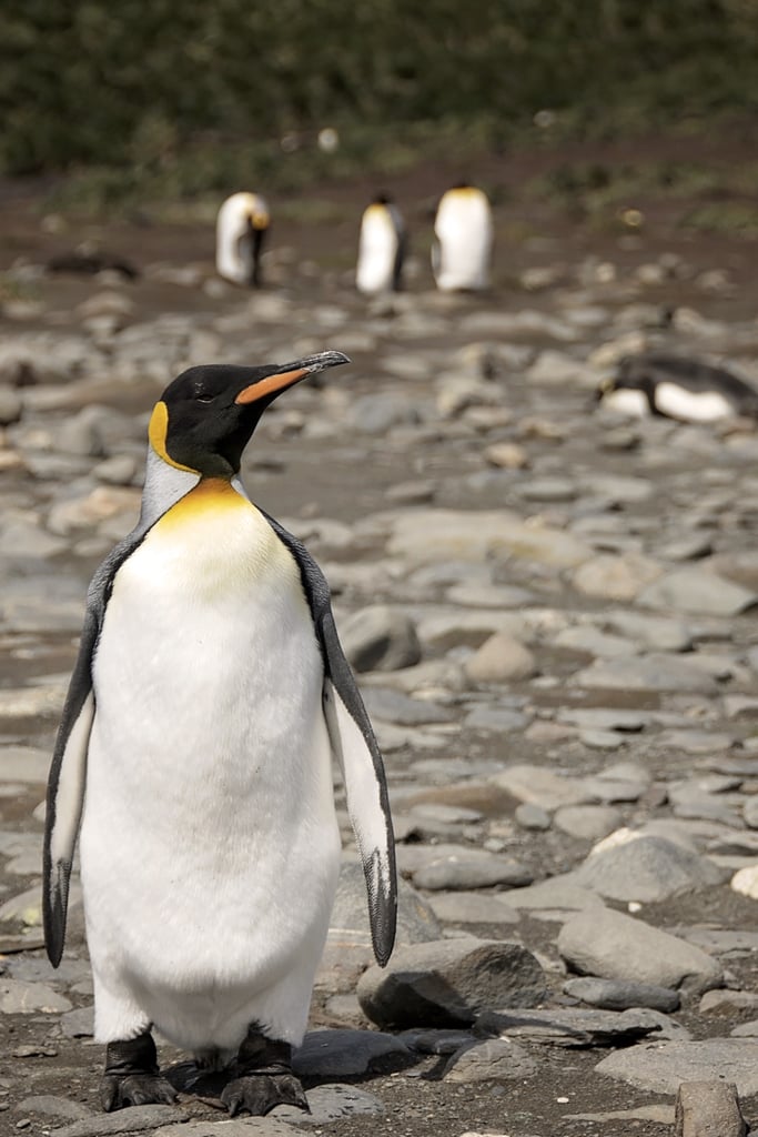 Antarctica King Penguins