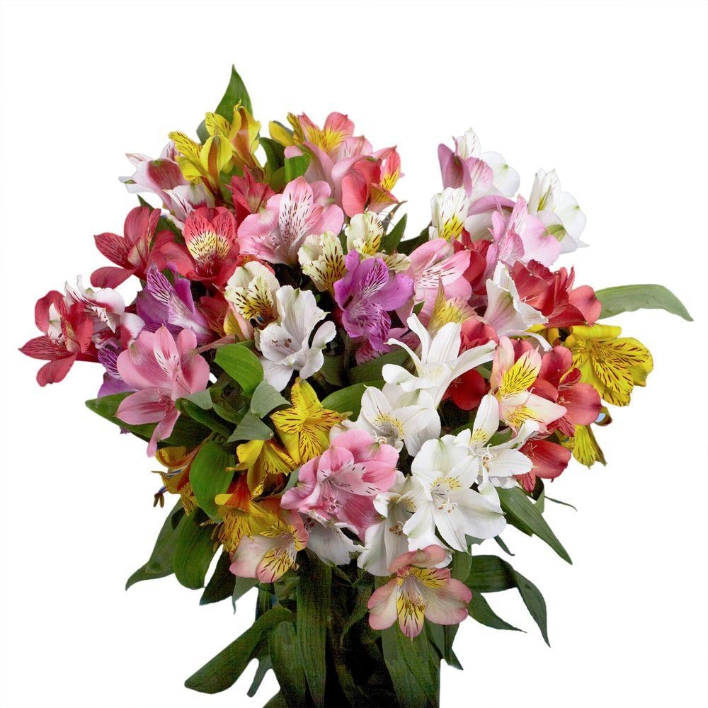 Globalrose Fresh Alstroemeria Flowers