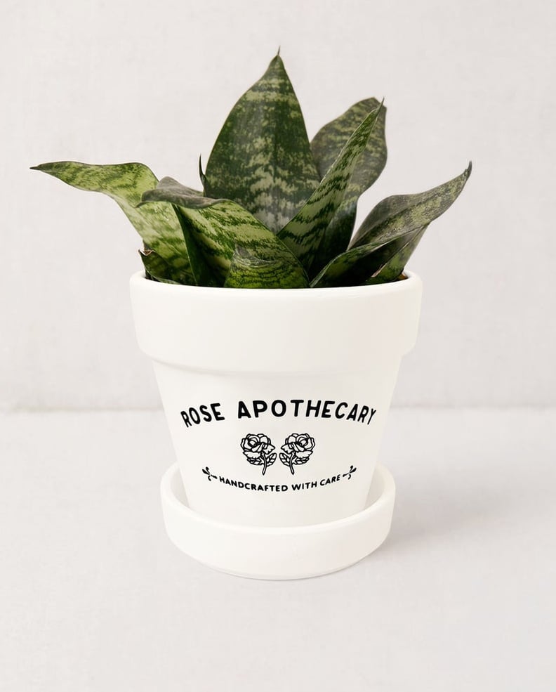 Rose Apothecary Planter Schitt's Creek Succulent Pot