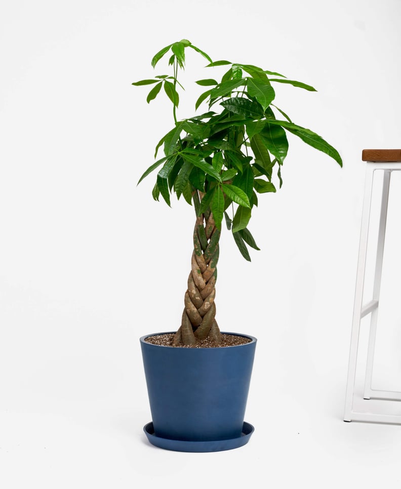 Potted Money Tree Indoor Plant