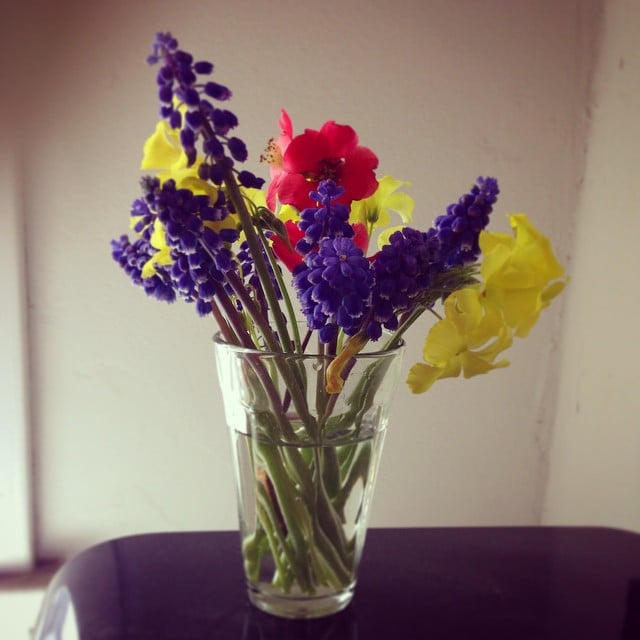 You might be able to find these vibrant and distinctly colored wildflowers in your backyard.
Source: Instagram user  juliennejg