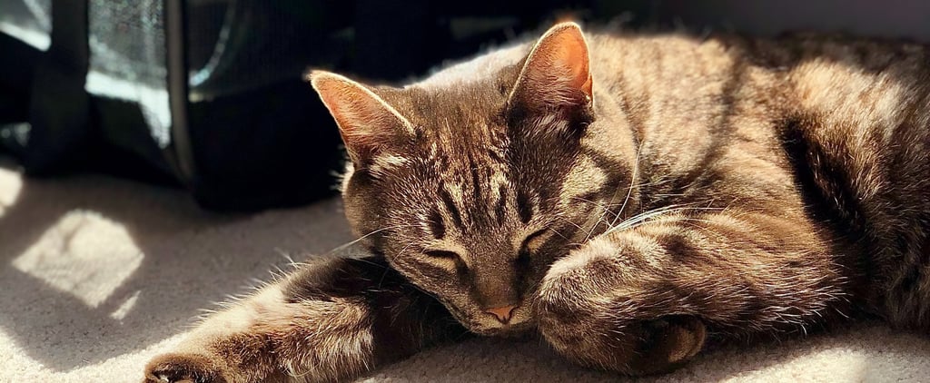 Ways to Calm Down Cats Before Traveling