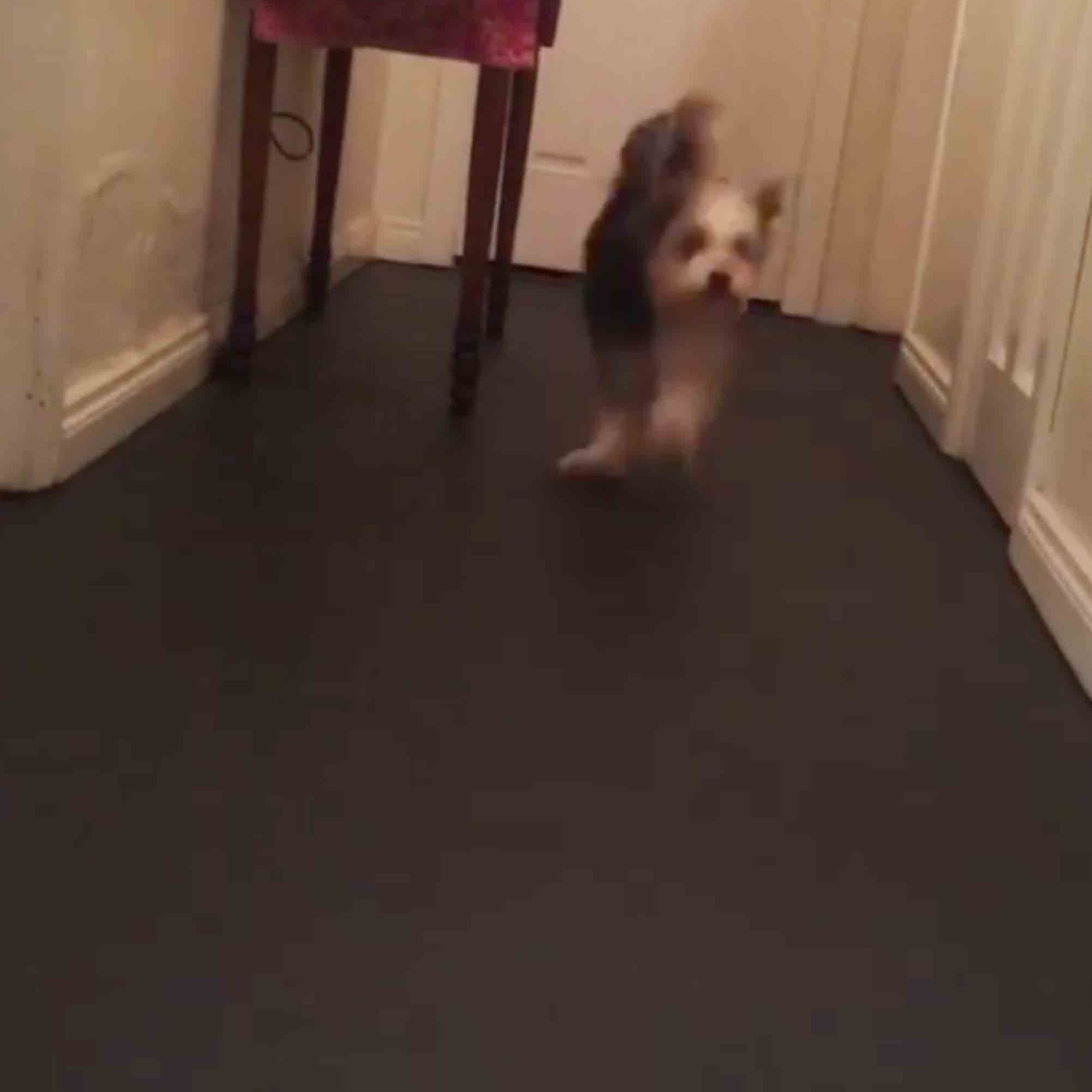Do Puppies Bunny Hop