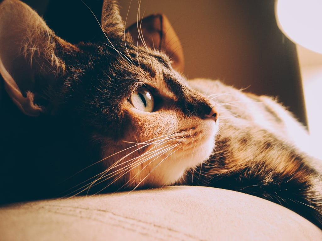 This kitty looks like it's watching its favourite show.