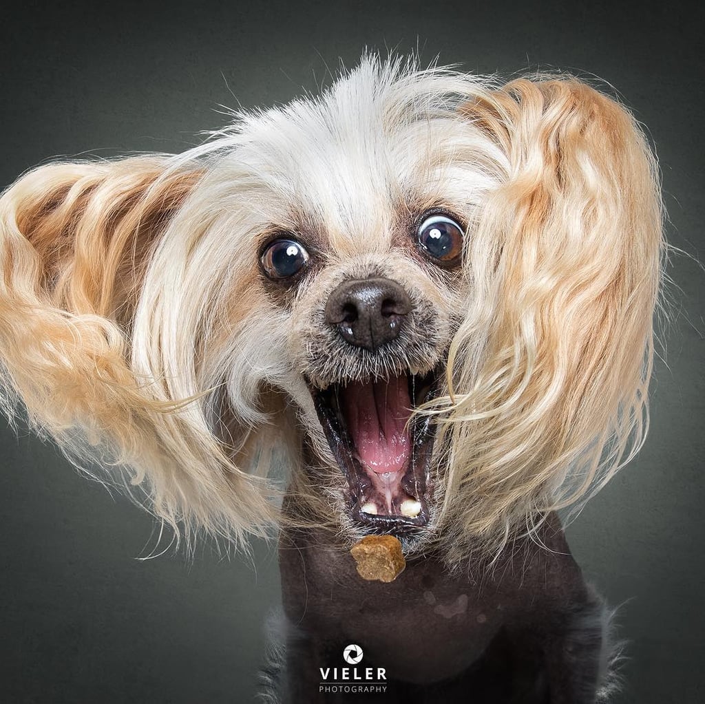 Dogs Catching Treats Photo Series