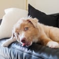 Here's What's Going On When You Catch Your Dog Licking Your Furniture . . . Again