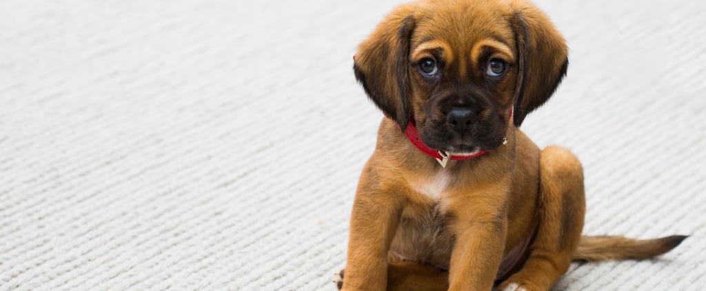 Zodiac Signs That Make the Best Pet Owners, Ranked From Best to Worst