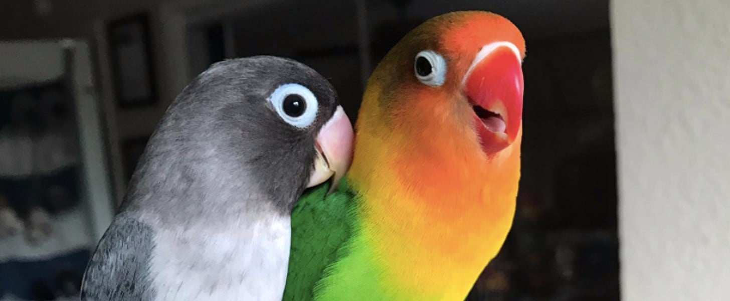 Kiwi and Goth Lovebirds | POPSUGAR Love & Sex