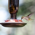 This Easy DIY Nectar Recipe Will Make Your Backyard a Haven For Hummingbirds