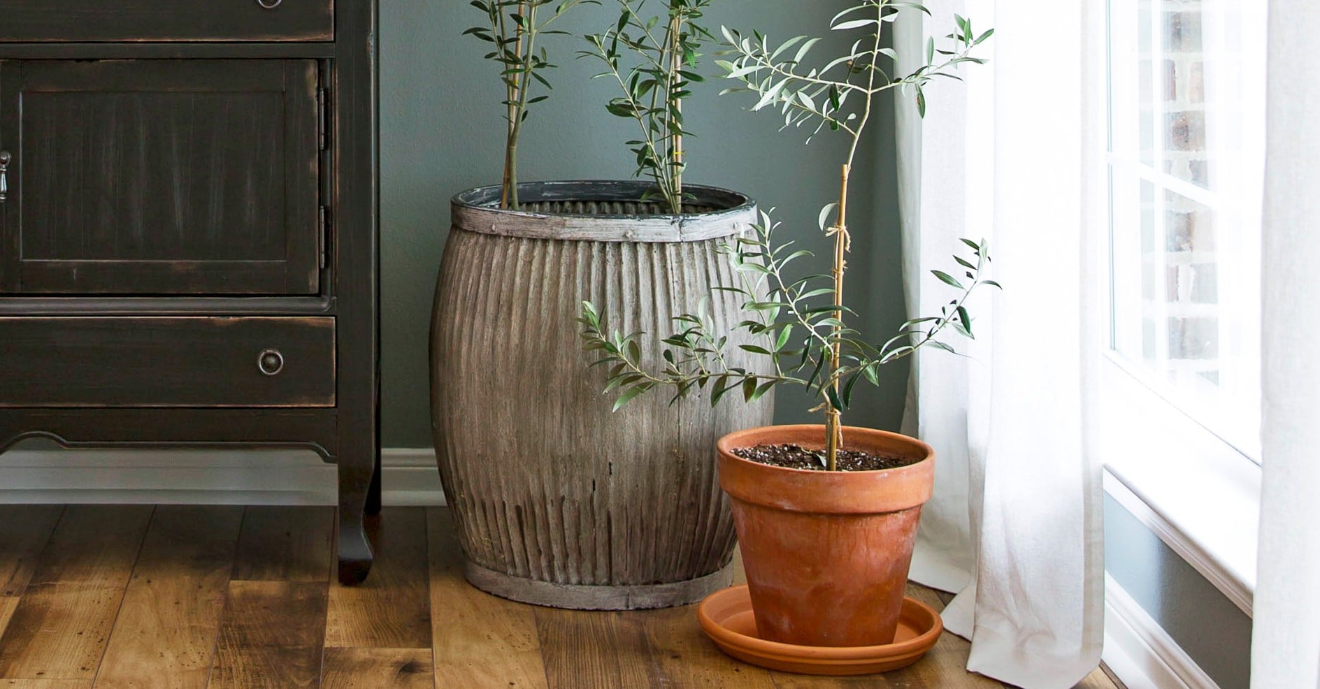 Joanna Gaines's Favorite Houseplant Is an Olive Tree POPSUGAR Home