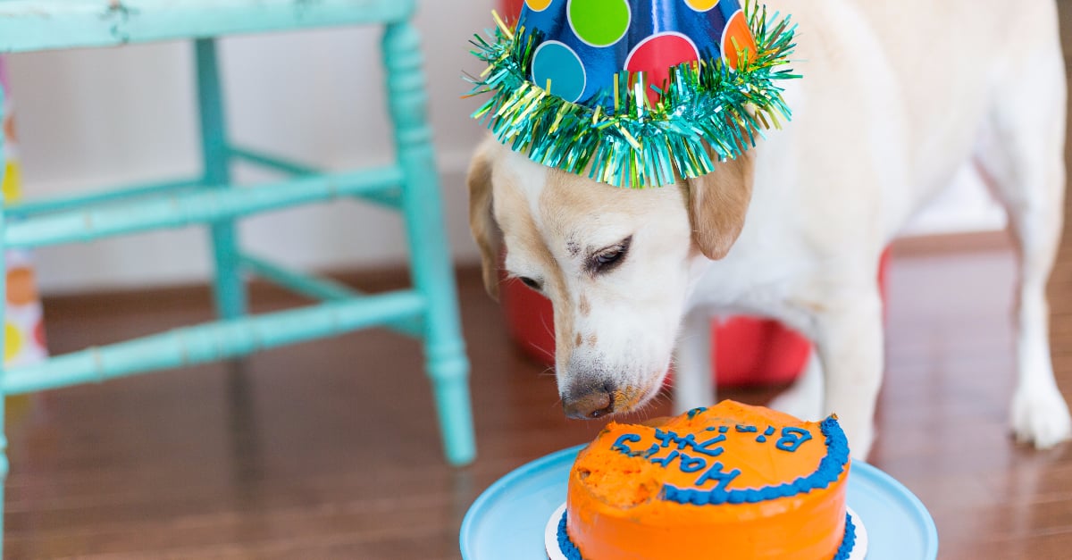 How to Throw a Birthday Party For Your Dog | POPSUGAR Pets