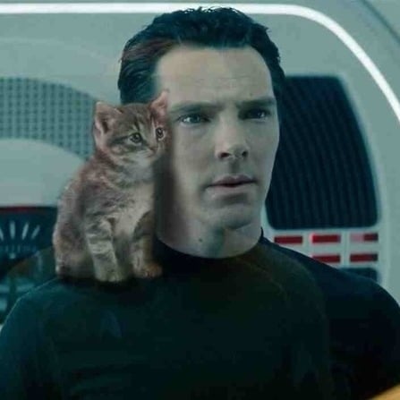 Benedict Cumberbatch With Cats