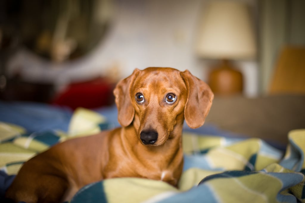 Cutest Dachshund Photos