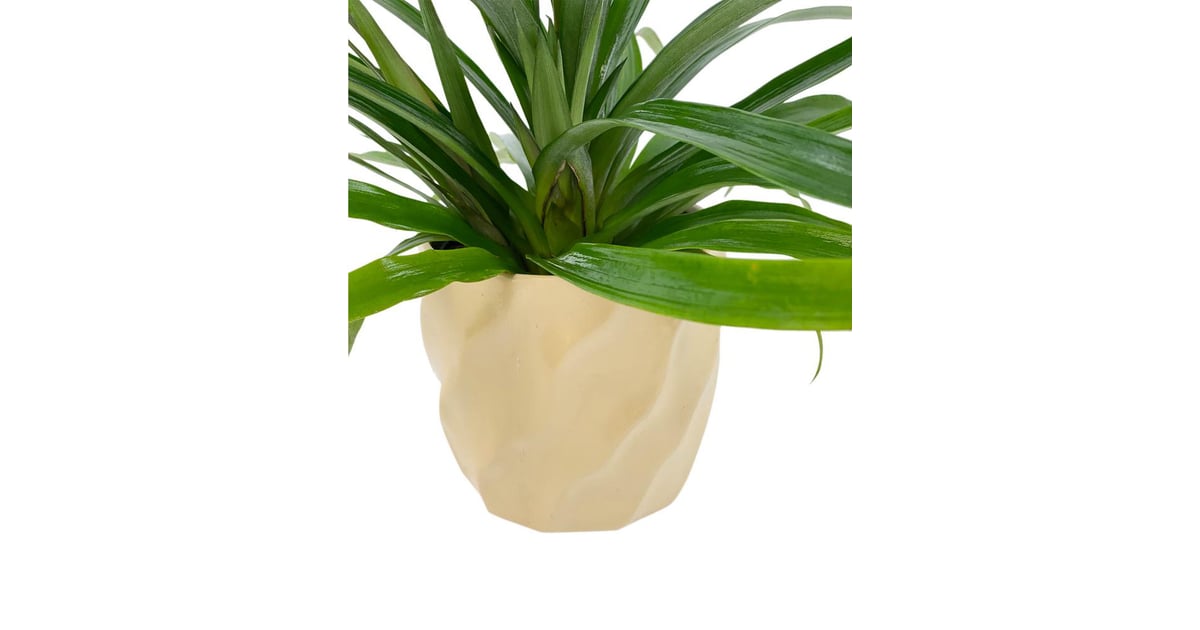 The Home Depot Plant Comes With a 5Inch Pot Home Depot Will Deliver