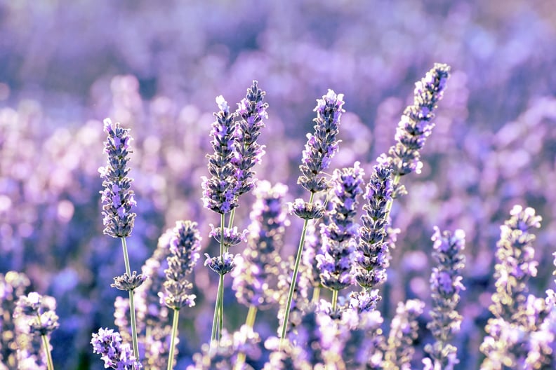 Lavender