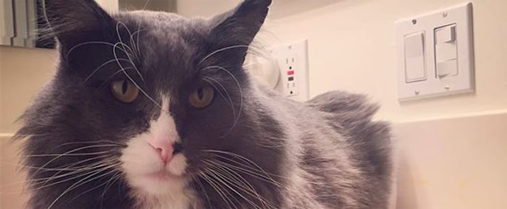 How to Make Your Cat Instagram Famous