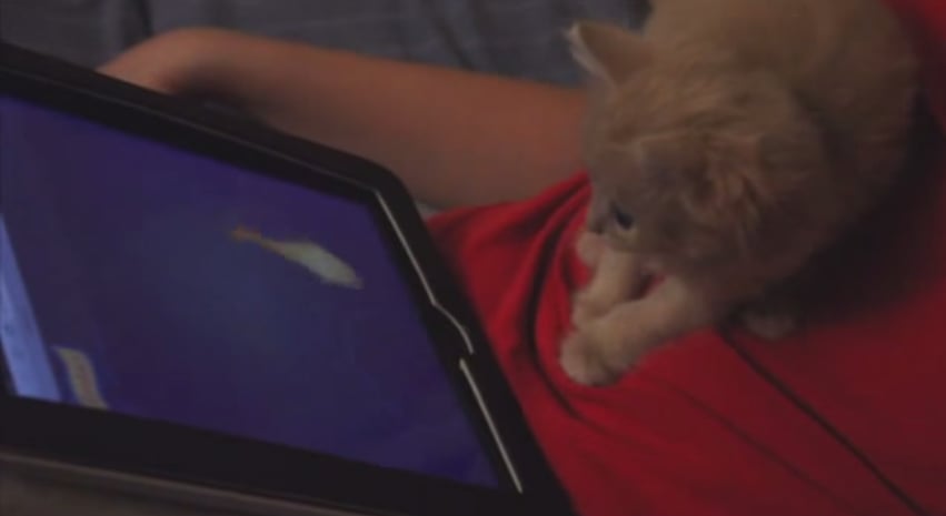 Kitten That Loves Going Cat Fishing