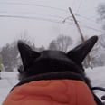 Watch a Dog Enjoy Snow Day With a GoPro Strapped to His Back