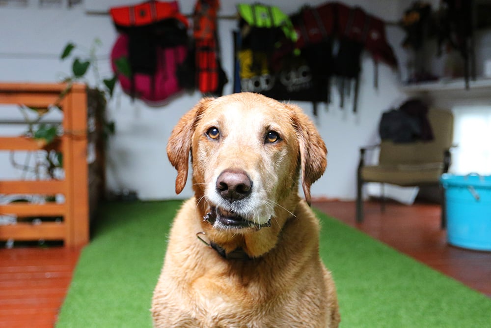 Pictures of Dogs Swimming | Finding Fido