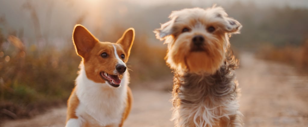 Photos of Common Ear Shapes For Dogs and Puppies