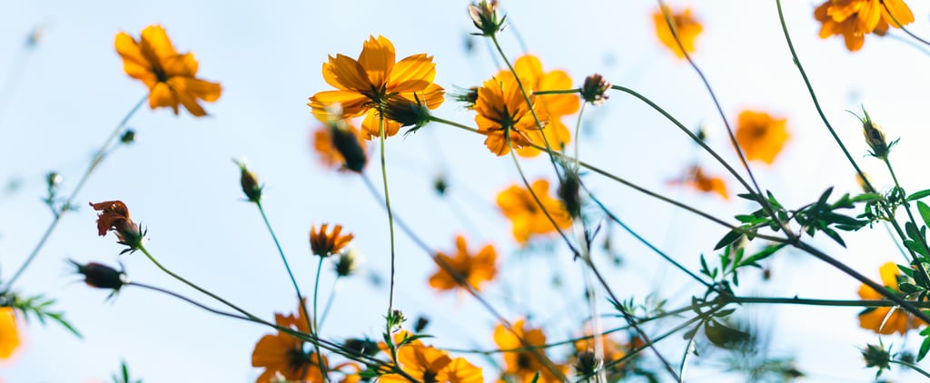 Best iOS 14 Summer Wallpapers For Your Home Screen Aesthetic