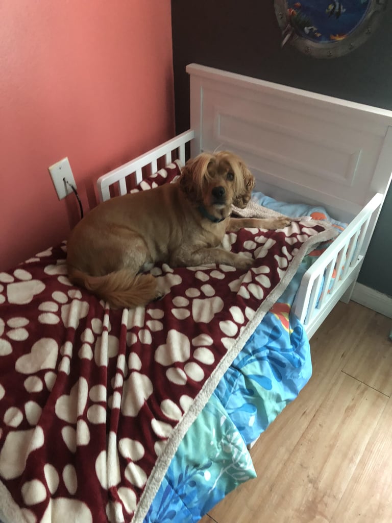 Mom Gives Rescue Dogs Their Own Beds POPSUGAR Family Photo 4