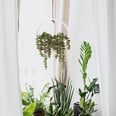 Faux Succulents on Amazon That Add Greenery Without the Maintenance