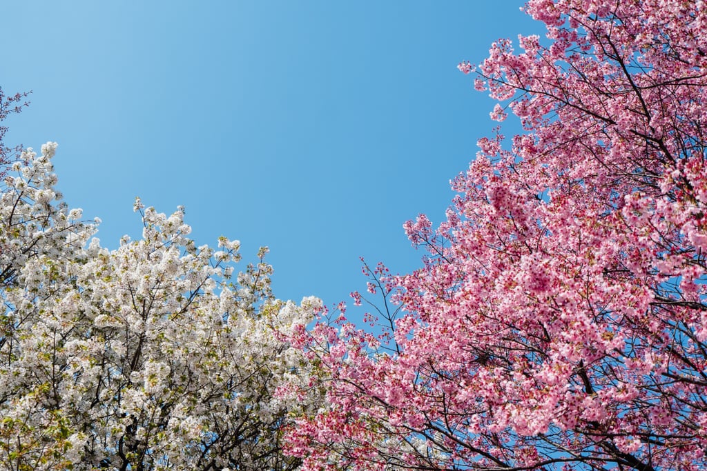 Pretty Photos of Cherry Blossoms