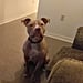 Photo of a Dog Explaining Victim Blaming